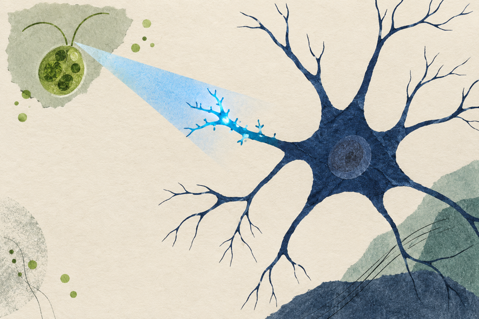 Collage simbolico: un neurone illuminato di blu e un’alga